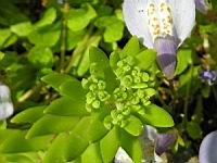 Mazus Reptans (fam. Scrophulariacees) (Himalaya) (4) (Photo F. Mrugala)